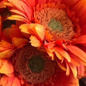 Meet your Posher, Deann